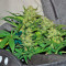 Fast Bud Auto (Sweet Seeds) Cannabis-Samen