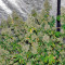 K-Train (GHS) Cannabis-Samen