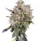 Buddha White Dwarf Auto (Buddha Seeds) Cannabis-Samen