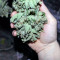 Critical Kush feminisierte Samen (Barney's Farm)