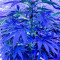 OG Kush (Dinafem Seeds) Cannabis-Samen