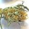 Purple Maroc (Female Seeds) Cannabis-Samen
