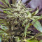 White Widow regular (Dutch Passion) Cannabis-Samen