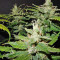 CBD Auto 1:1 (CBD Crack) Cannabis-Samen