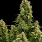 Diesel Automatic (RQS) Cannabis-Samen