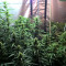 Lemon Kush (Female Seeds) Cannabis-Samen