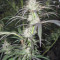 Pamir Gold (Dutch Passion) Cannabis-Samen