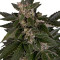 Royal Critical Automatic (RQS) Cannabis-Samen