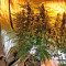 Snow White (Nirvana Seeds) Cannabis-Samen