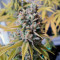 Big Foot (Sweet Seeds) Cannabis-Samen