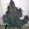 Dark Devil Auto (Sweet Seeds) Cannabis-Samen