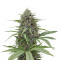 Critical Mass CBD (Dinafem Seeds) Cannabis-Samen