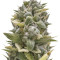 OG Kush Auto (Humboldt Seeds Organization) Cannabis-Samen