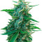 Sugar Black Rose regular (Delicious Seeds) Cannabis-Samen