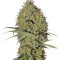 Super Bud Auto (GHS) Cannabis-Samen