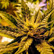 Afghan Kush (World of Seeds) Cannabis-Samen