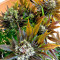 White Berry (Paradise Seeds) Cannabis-Samen