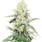 La Blanca Gold Auto (Vision Seeds) Cannabis-Samen