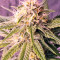 Original Amnesia (Dinafem Seeds) Cannabis-Samen