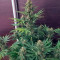 Pandora Auto (Paradise Seeds) Cannabis-Samen