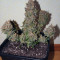 Rhino Ryder Auto (Fast Buds) Cannabis-Samen