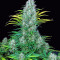 Serious 6 (Serious Seeds) Cannabis-Samen
