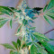 Yumbolt 47 (World of Seeds) Cannabis-Samen