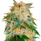 La Bella Afrodita Auto (Delicious Seeds) Cannabis-Samen