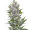 Northern Light Automatic (RQS) Cannabis-Samen