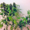 Auto New York City (Pyramid Seeds) Cannabis-Samen