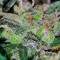 Critical + (Dinafem Seeds) Cannabis-Samen