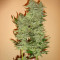 Euphoria CBD (RQS) Cannabis-Samen