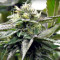 Remo Chemo (Dinafem Seeds) Cannabis-Samen