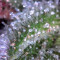 SexBud (Female Seeds) Cannabis-Samen