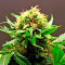 Shark Attack (Dinafem Seeds) Cannabis-Samen