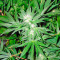 White Rhino (Nirvana Seeds) Cannabis-Samen