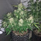 King’s Kush Auto (GHS) Cannabis-Samen