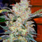King’s Kush (GHS) Cannabis-Samen