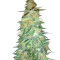 Holy Grail 69 (Samsara Seeds) Cannabis-Samen