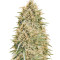 Northern Lights Auto (Vision Seeds) Cannabis-Samen