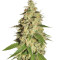Raspberry Diesel (Humboldt Seeds Organization) Cannabis-Samen