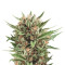 Sweet Skunk Automatic (RQS) Cannabis-Samen