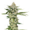 Underdawg (T.H. Seeds) Cannabis-Samen