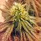 Lithium OG Kush (Nirvana Seeds) Cannabis-Samen