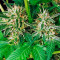 Sweet Skunk F1 Fast Version (Sweet Seeds) Cannabis-Samen