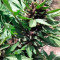 Dark Purple Auto (Delicious Seeds) Cannabis-Samen