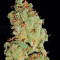 Afgooey (Strain Hunters) Cannabis-Samen