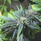 Blackberry Auto feminisierte Samen (Fast Buds)