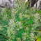 Blue Dream Auto (Humboldt Seeds Organization) Cannabis-Samen