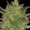 CBD-Chronic (Serious Seeds)